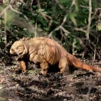 A land iguana in the Galapagos.
