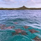 Rays in the Galapagos.