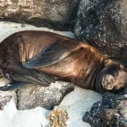 Sea lion sleeping in the Galapagos.