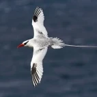 Adult red-billed-tropicbird in flight, Galapagos.