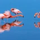 A group of American flamingos in the Galapagos.