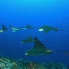 Eagle rays gliding through the water, Galapagos.