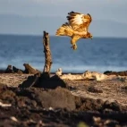 A Galapagos hawk.