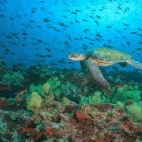 Green turtle in the Galapagos.