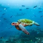 A green turtle swimming, Galapagos.
