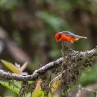 A vermillion flycatcher in the Galapagos Islands.