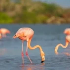 American flamingo in the Galápagos.