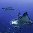 Black spotted eagle rays.