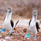 Two blue-footed boobies performing their signature dance.