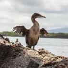 Flightless cormorant on a rock.