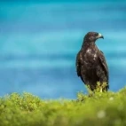 Galápagos hawk.