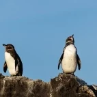 A pair of Galápagos penguins.