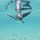 Underwater view of a Galápagos penguin swimming.