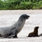 Sea lion and pups on Floreana.