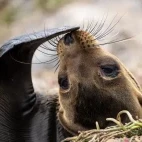 Galápagos sea lion on South Plaza island.