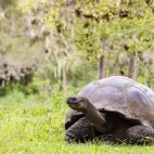 Giant tortoise on Santa Cruz, Galápagos.
