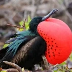 A great frigatebird with red gular inflated.