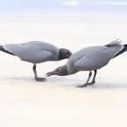 A pair of lava gulls on a beach on Isabela island.
