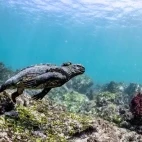 Marine iguana showcasing its underwater abilities in the Galápagos.