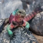 Marine iguana with colourful skin, adorning red and green during the breeding season.