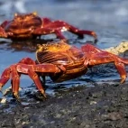 Sally Lightfoot crab on the shore, Galápagos.