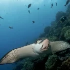 Spotted eagle ray in the Galápagos.