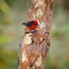 Vermilion flycatcher on Isabela island.