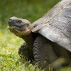 A Galapagos tortoise.