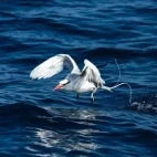A red-billed tropicbird in flight, Galapagos.