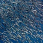 Sardine in a baitball, Magdalena Bay, Mexico.