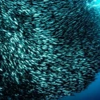 A sardine baitball in Magdalena Bay, Mexico.