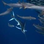 Striped marlin amongst a baitball in Magdalena Bay.