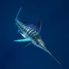 Bright striped marlin in the waters of Magdalena Bay.