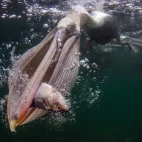Brown pelican with sardine catch, Magdalena Bay, Mexico.