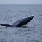 Bryde's whale in Magdalena Bay, Mexico.
