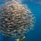 View of a sea lion hunting outside a sardine baitball, Magdalena Bay.