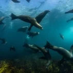 A raft of California sea lions in Magdalena Bay. 