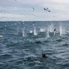 Top view of a snorkeller, Cape gannets and a common dolphin during the sardine run in Magdalena Bay.