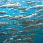 Close up view of sardines in a baitball, Magdalena Bay, Mexico.
