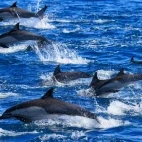 Pod of common dolphin in Magdalena Bay.