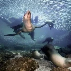An eye-level view of sea lions amongst sardines.