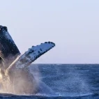 Humpback whale breaching, Mexico.
