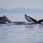Humpback whale in Magdalena Bay, Mexico.