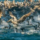 Pelicans and cormorants during the Sardine Run, Mexico.