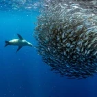 Sea lions hunting a baitball in Magdalena Bay.