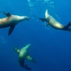 Trio of sea lions feeding in Mexico.
