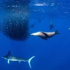 Sea lion and striped marlin circling sardine baitball, Magdalena Bay, Mexico.