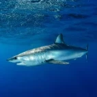 Shortfin mako shark in Magdalena Bay, Mexico.