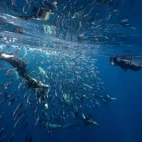 Snorkeller with sea lion hunting sardine, Magdalena Bay.