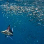 Striped marlin feeding from baitball, Magdalena Bay.